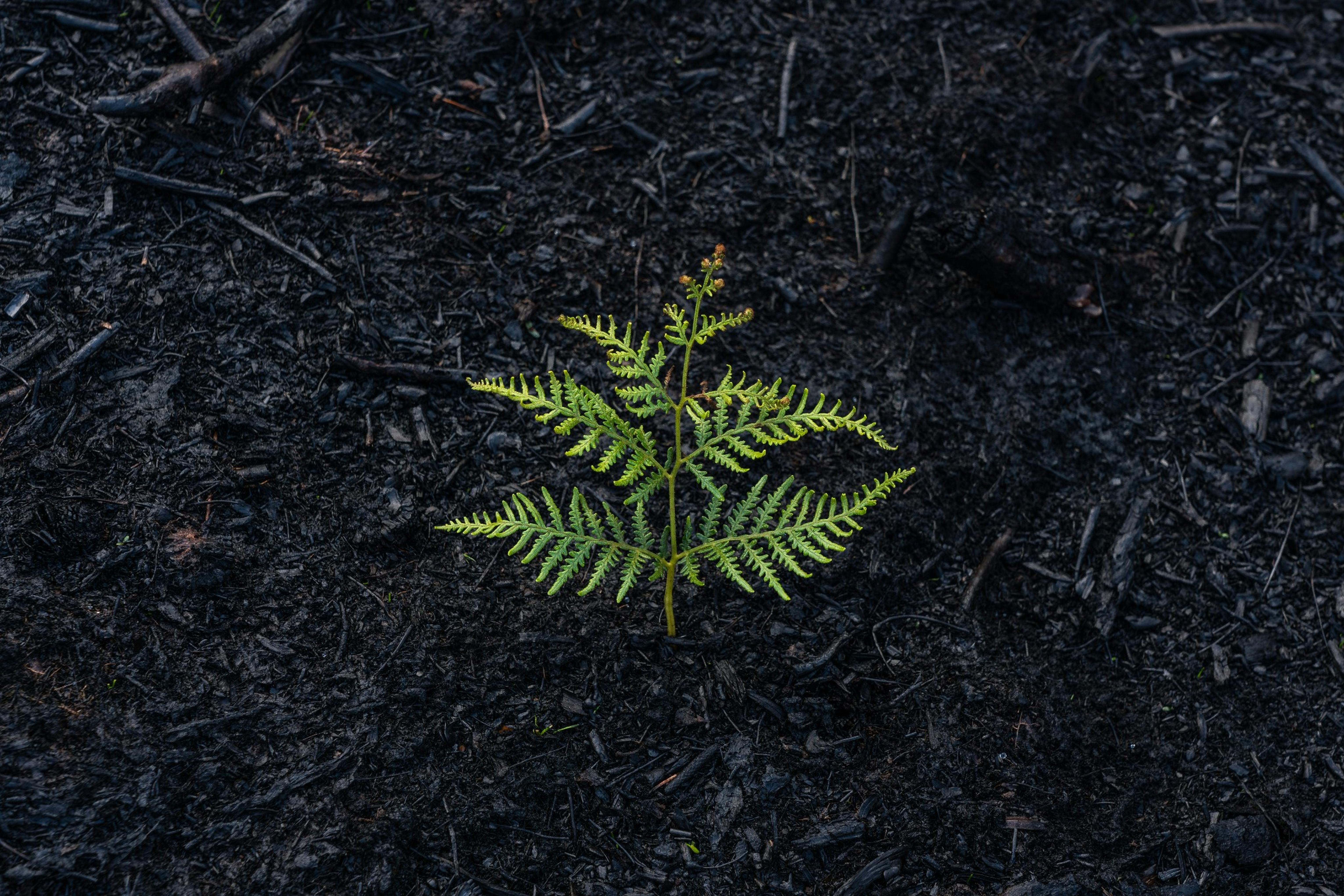 How to Recover from Carer Burnout